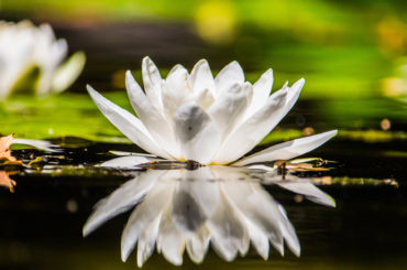 ozsefkatin-degeri-ve-takdir